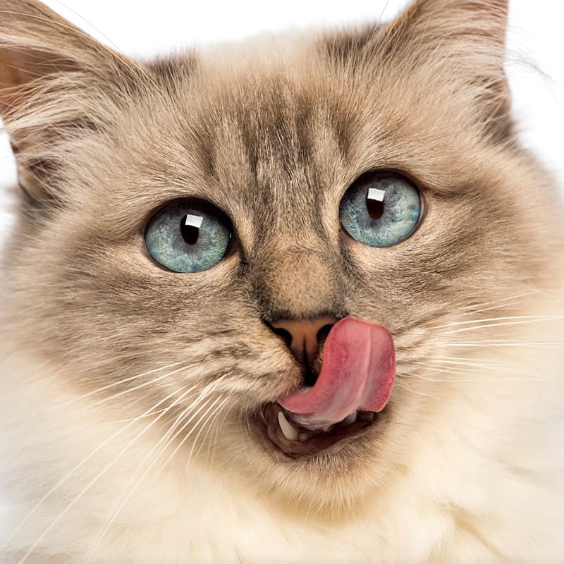 tête de chat