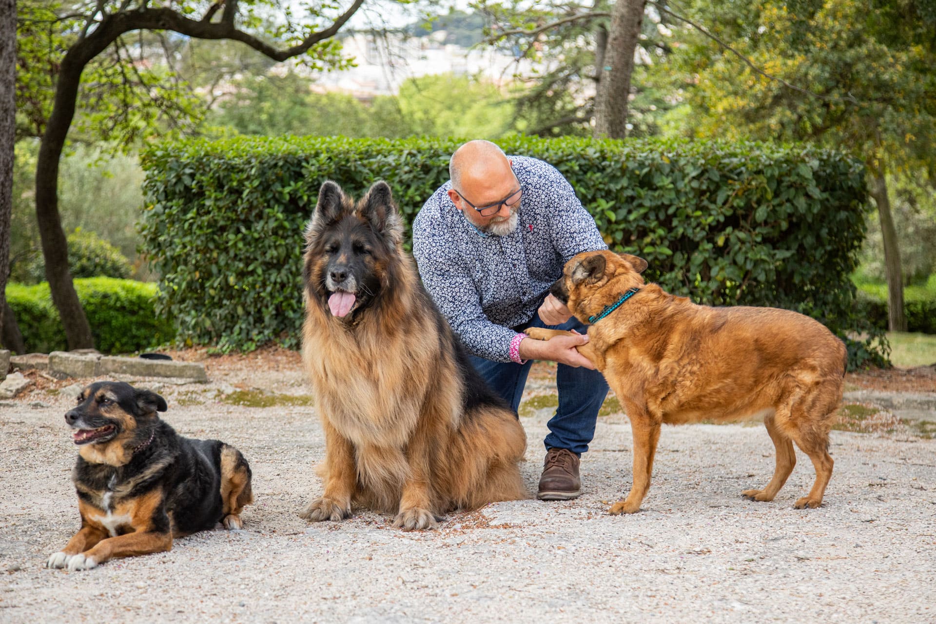 Laurent et 3 chiens